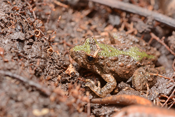Blanchard's cricket frog in the mud