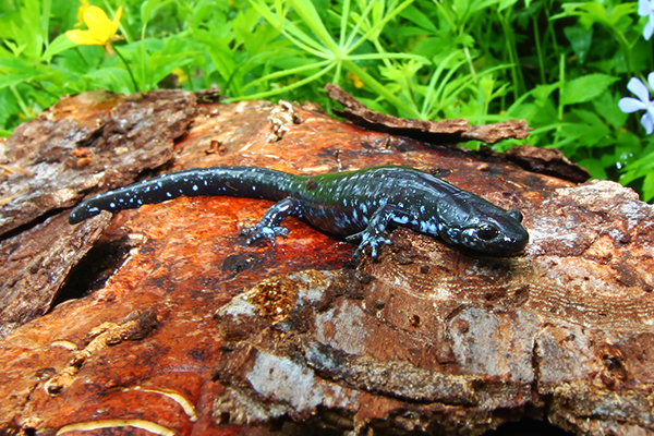 Blue-spotted salamander on a rock