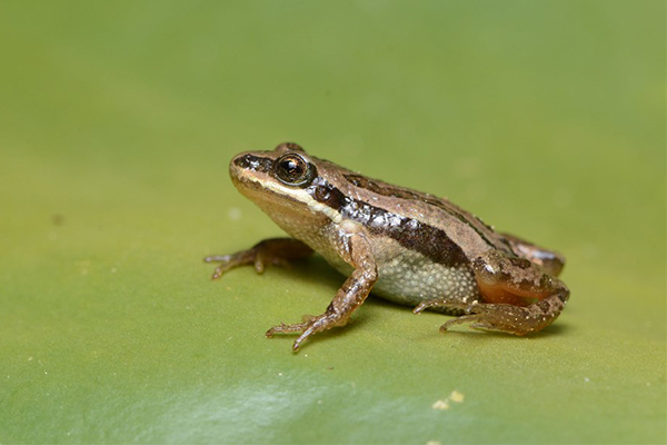 Boreal chorus frog