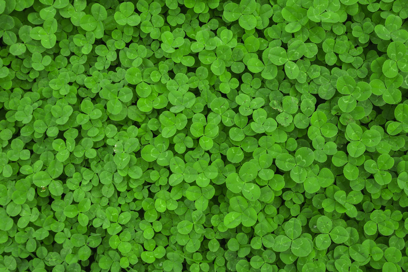 Clover Leaves