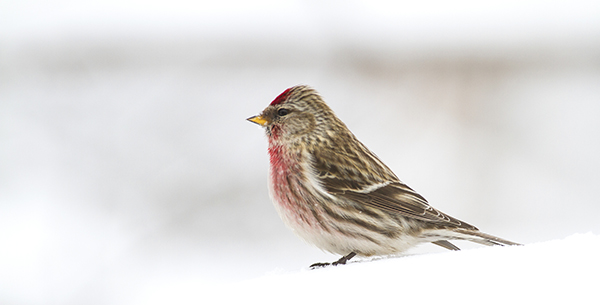 Common Redpoll