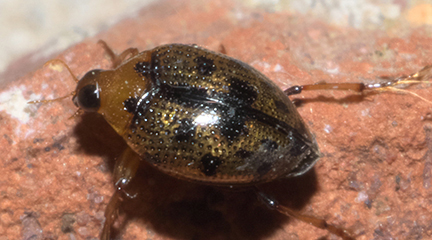 Crawling water beetle