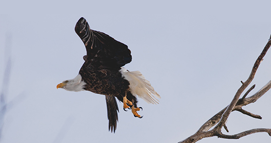 Eagle flying