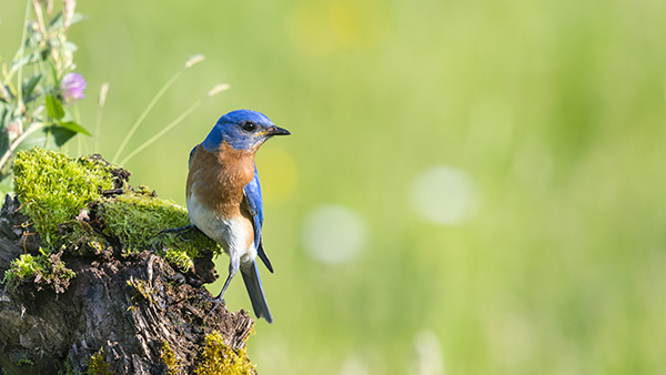 Eastern Bluebird