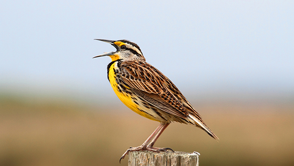 Eastern Meadowlark