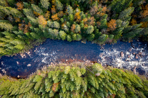 Forest with River