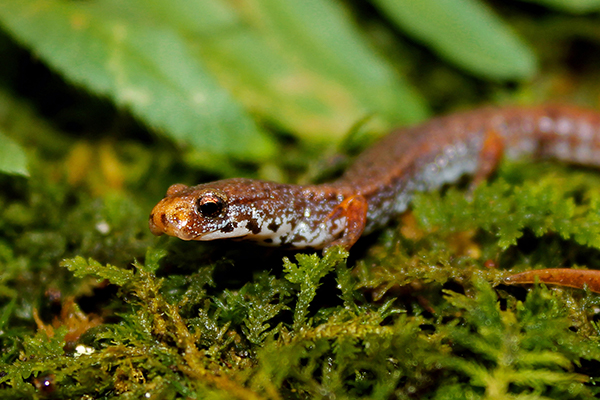 Four-toed Salamander Four-toed Salamander