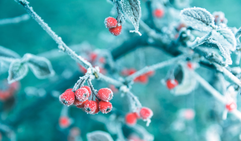Frosted Red Berries on Branch