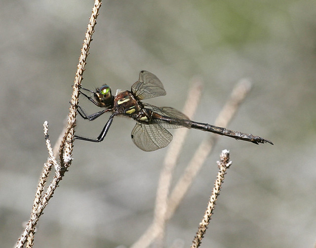 Hines emerald dragonfly on a twig