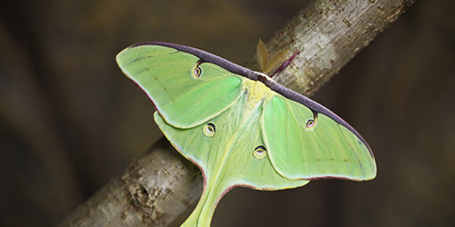 Luna moth resting on a tree branch