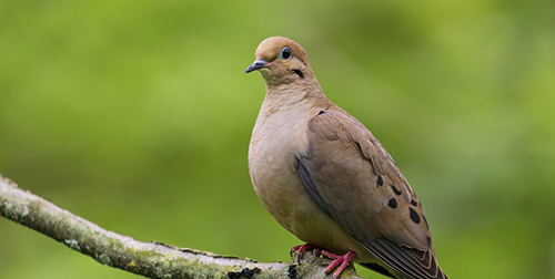Perched Mourning Dove
