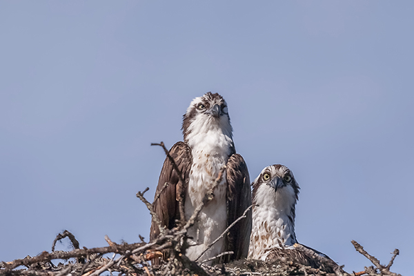Osprey nest with two birds in it