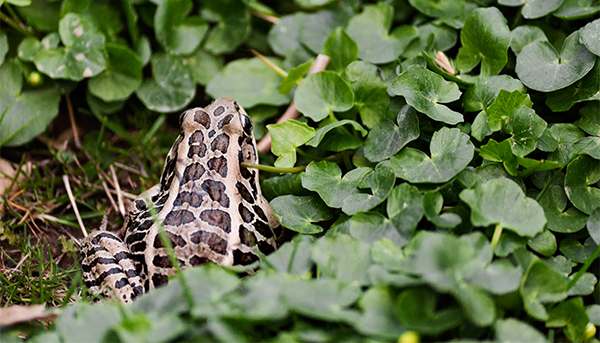 Pickerel Frog