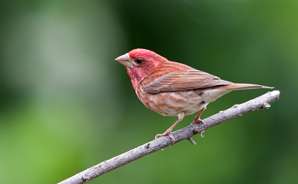 Purple Finch Purple Finch