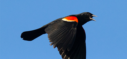 Red-winged Blackbird in Flight