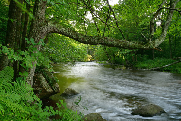 River in Forest