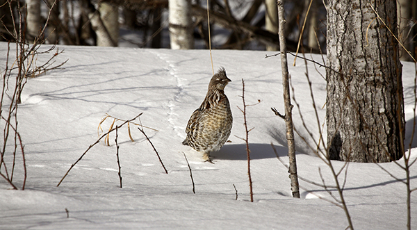 Ruffed Grouse