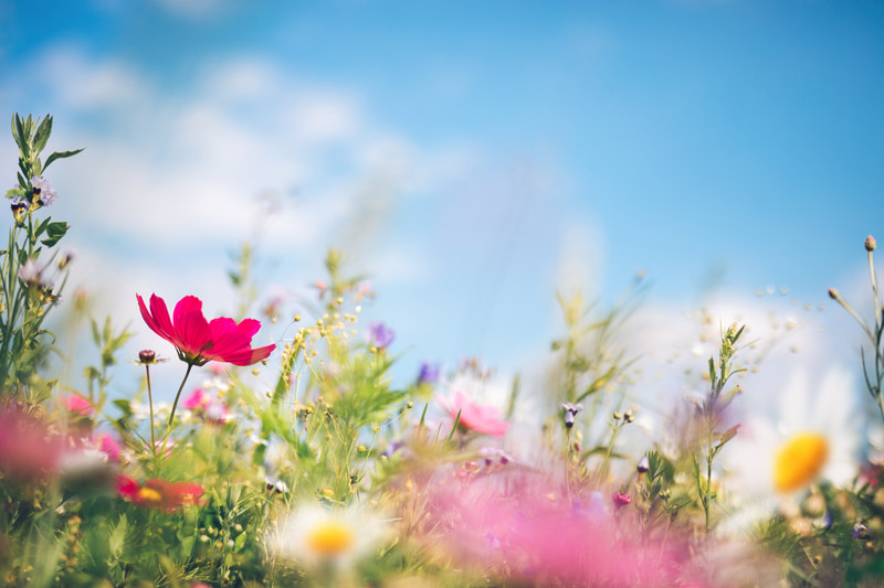 Spring Meadow with Colorful Flowers