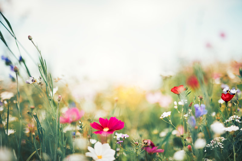 Summer Meadow