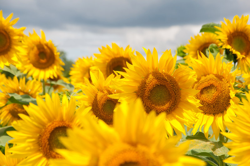 Sunflower Field