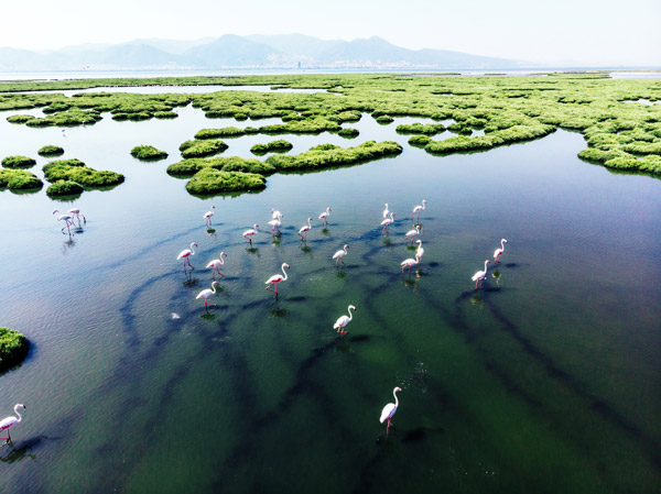 Swamp Water with Flamingos