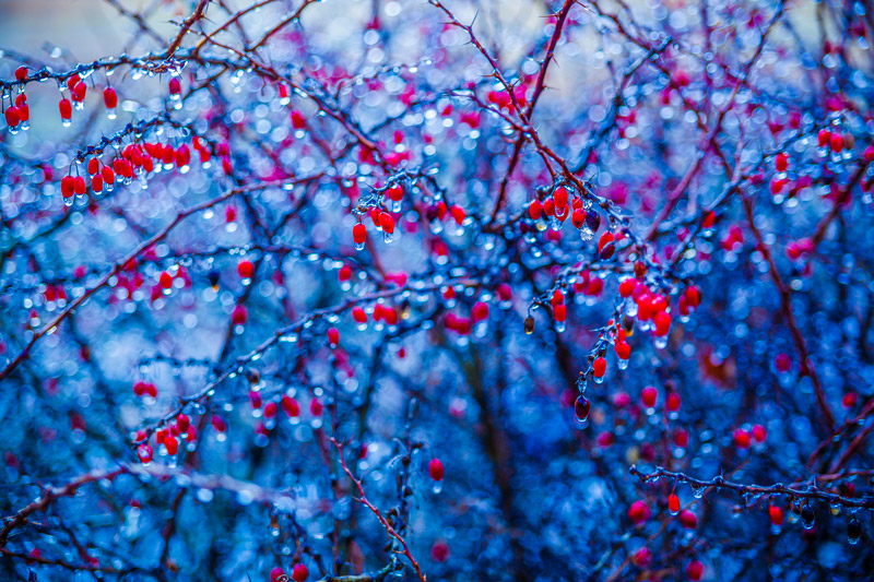 Trees Covered by Frozen Rain