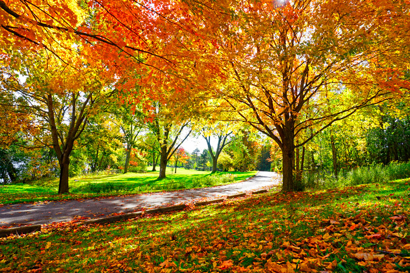 Trees in Autumn
