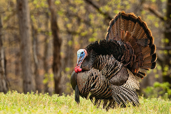 Tom (male) turkey