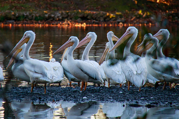 White pelicans on edge of water