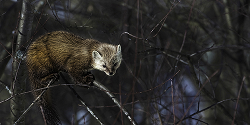 Pine Marten in tree