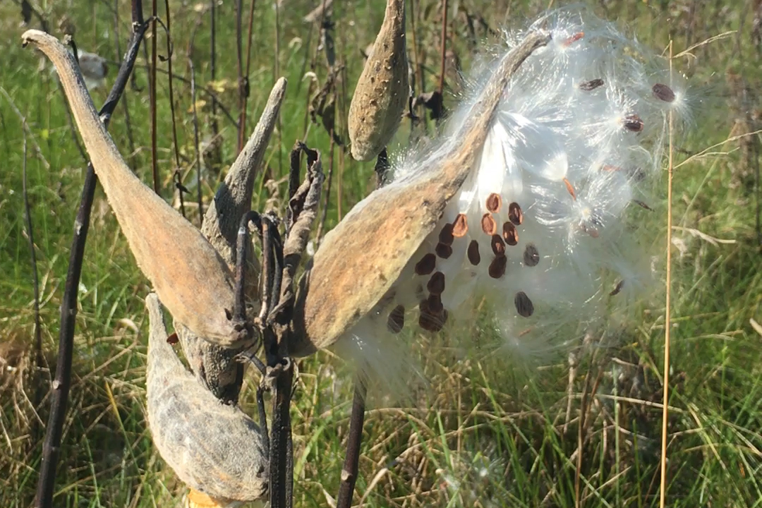 Milkweed Seeds