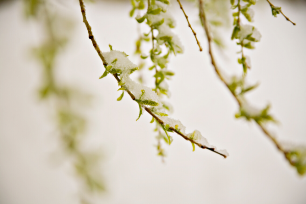 Snow on budding tree branches