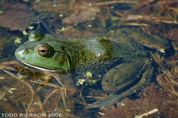 American Bullfrog half in water