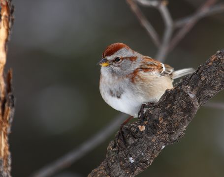 American Tree Sparrow on a tree branch