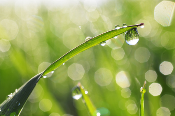 Dew on Grass