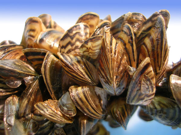 Zebra Mussels, Photo Credit- U.S. Fish & Wildlife Service.