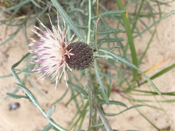 Dune Thistle, Photo Credit: Samara Hamze