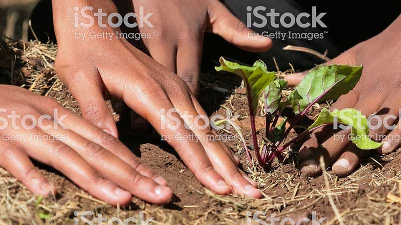 The hands of two young people pushing dirt around a newly planted sprout