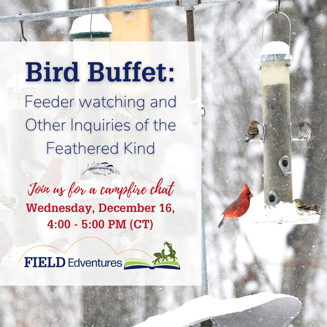 Bird Buffet campfire image Dec 16 2020