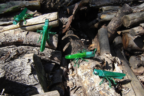 clothespin craft emerald ash borers crawling around on firewood