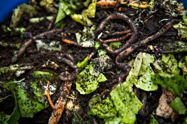 photo of a vermicomposting container with worms and vegetable scraps