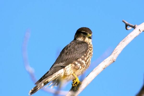 an American Kestrel perching on a branch