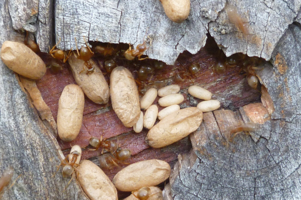 a colony of ants with adults, eggs, and pupae