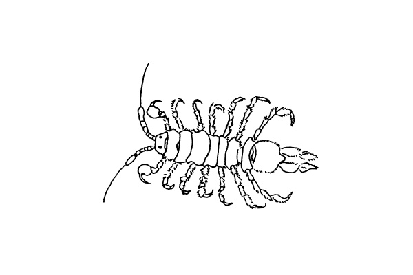 illustration of an aquatic sowbug