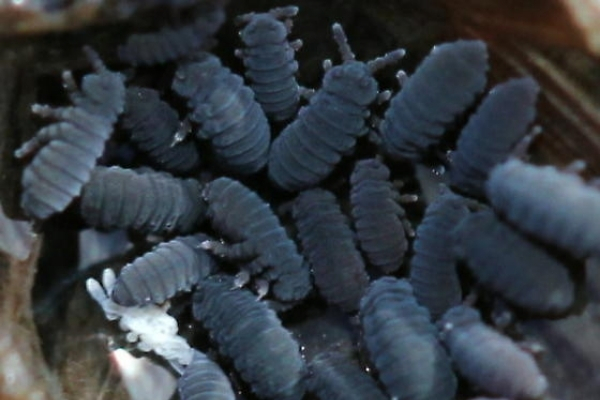aquatic-springtail-Even-Dankowicz-CC BY-ND-NC 1.0 a group of aquatic springtails
