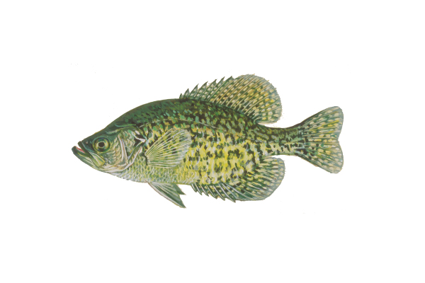 illustration of black crappie by Virgil Beck