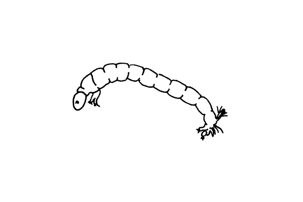 an illustration of a midge or bloodworm larvae
