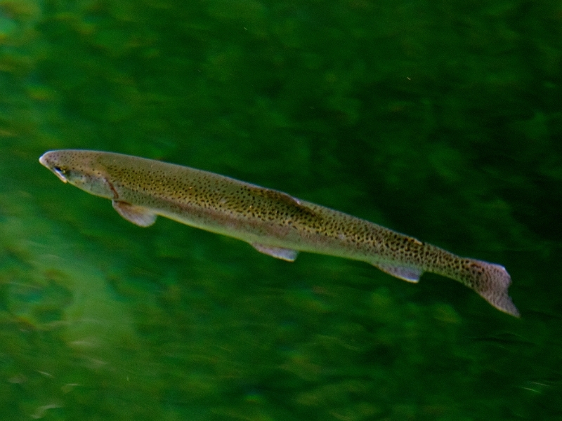 photo of a brook trout taken from overhead by Joe Riederer