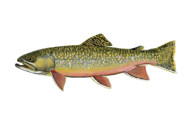 illustration of a brook trout by Virgil Beck