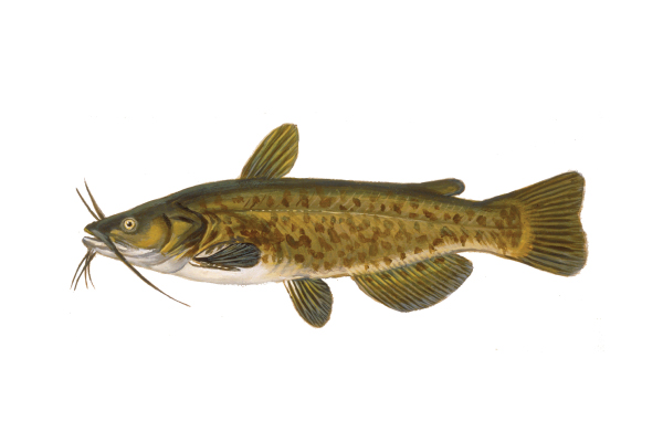 illustration of a brown bullhead by Virgil Beck